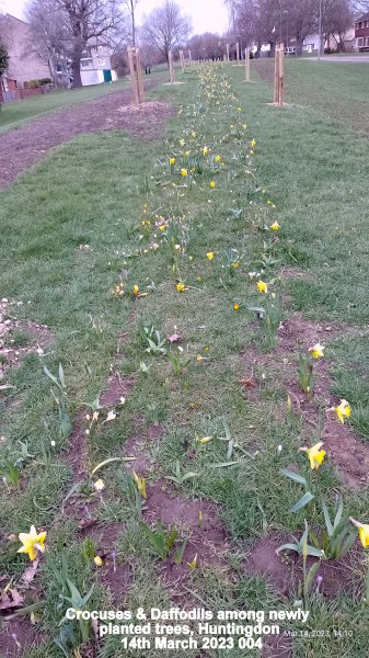 Crocuses & Daffodils among newly planted trees Huntingdon 14th March 2023 004.jpg