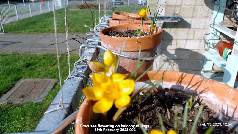 Crocuses flowering on balcony railings 15th February 2023 002.jpg