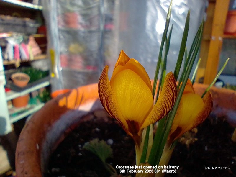 Crocuses just opened on balcony 6th February 2023 001.jpg