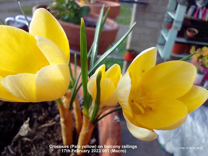 Crocuses (Pale yellow) on balcony railings 17th February 2023 001 (Macro).jpg