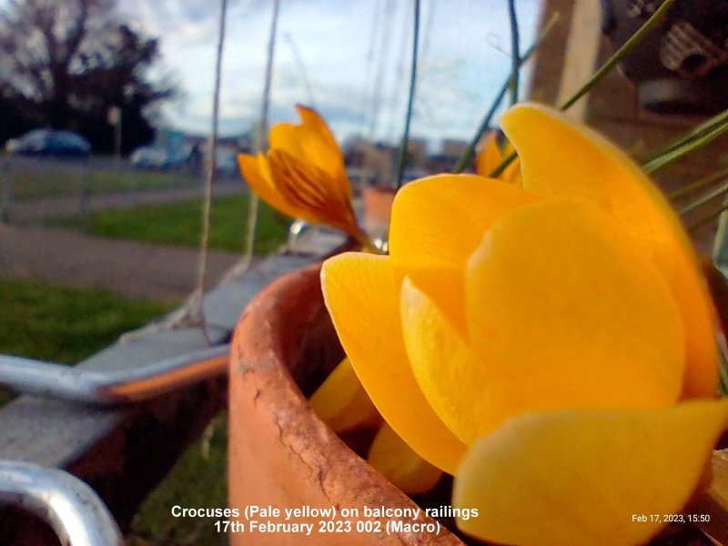 Crocuses (Pale yellow) on balcony railings 17th February 2023 002 (Macro).jpg