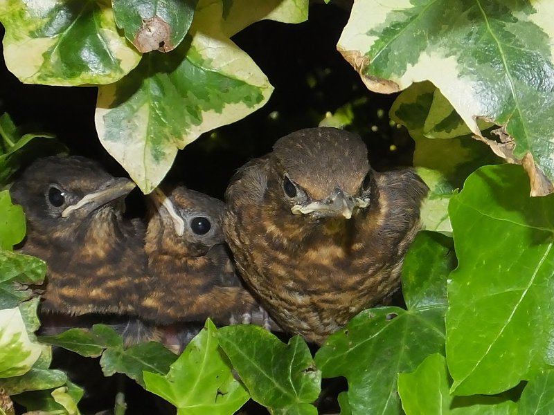 Cropped blackbirds.JPG