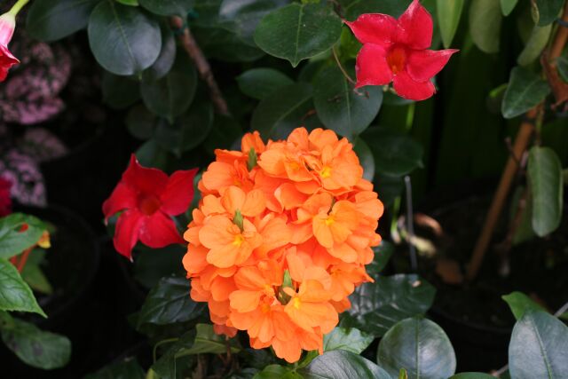 Crossandra infundibuliformis.JPG