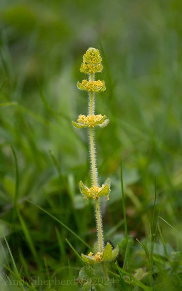 Crosswort-4.jpg