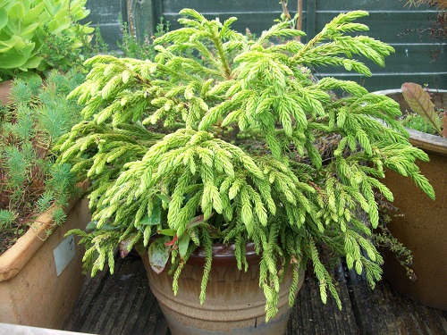 Cryptomeria japonica spiralis.jpg