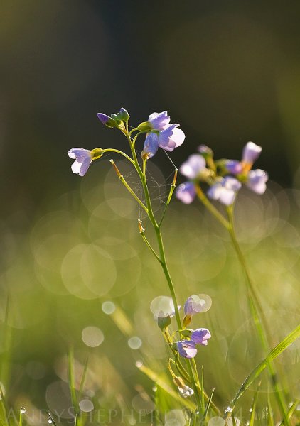 Cuckoo-Flower-2.jpg