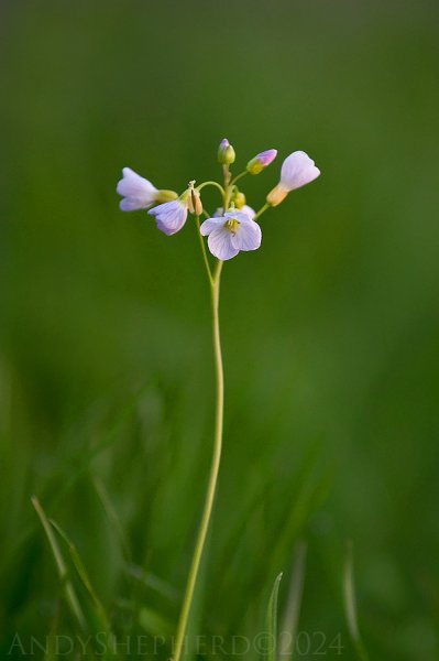 Cuckoo Flower 4.jpg