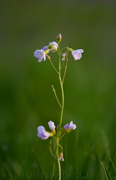 Cuckoo Flower 5.jpg