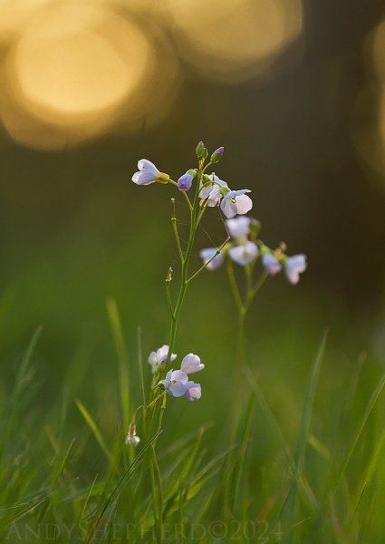 Cuckoo Flower 6.jpg