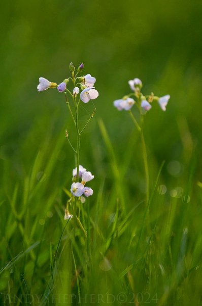 Cuckoo Flower 7.jpg