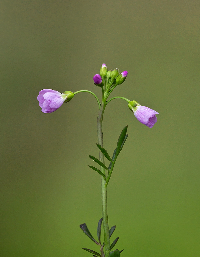 Cuckoo Flower.jpg