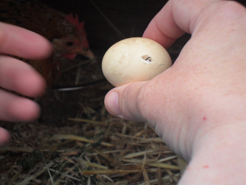 cuckoo hatching share.jpg