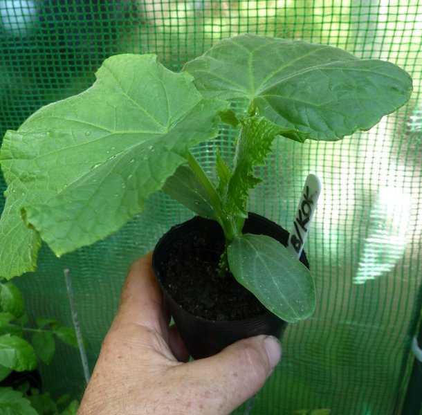 cucumber 2nd sowing.jpg