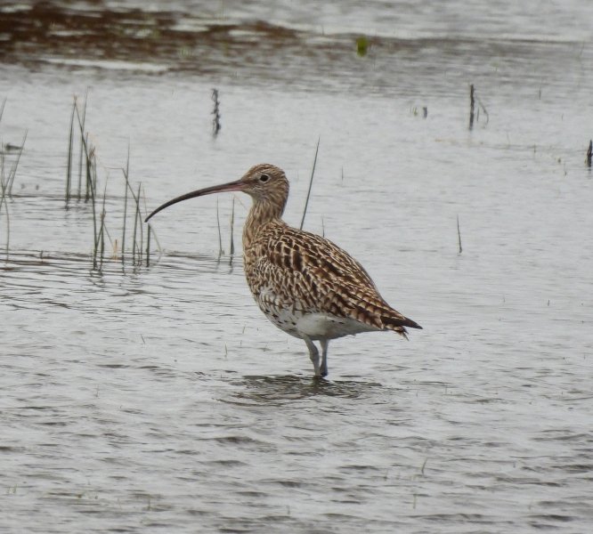 Curlew 1.JPG