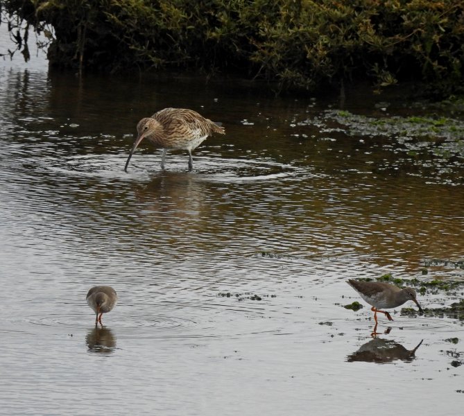 curlew and shanks 2.JPG