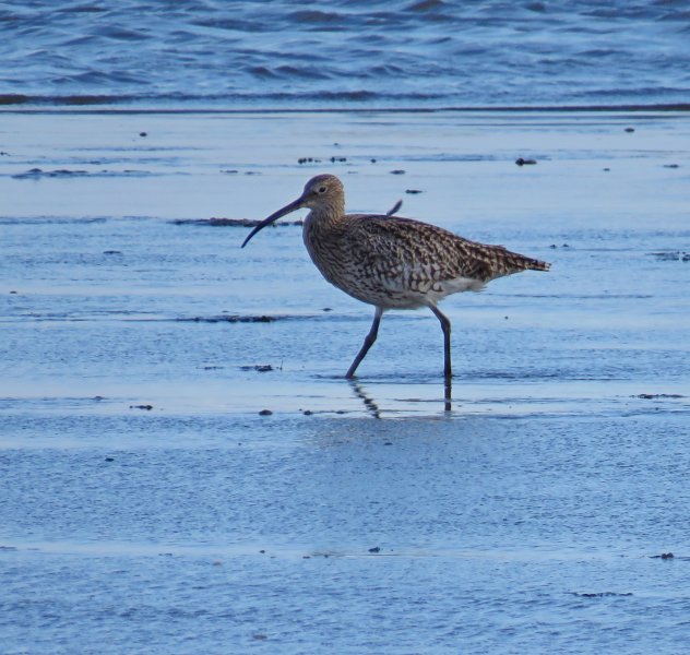 curlew.JPG