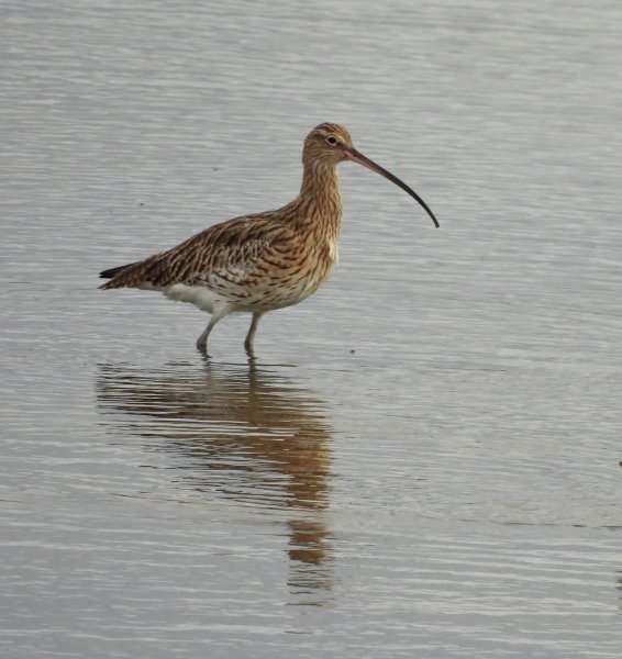 Curlew.JPG