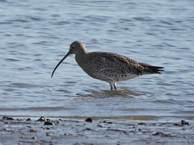 curlew.JPG