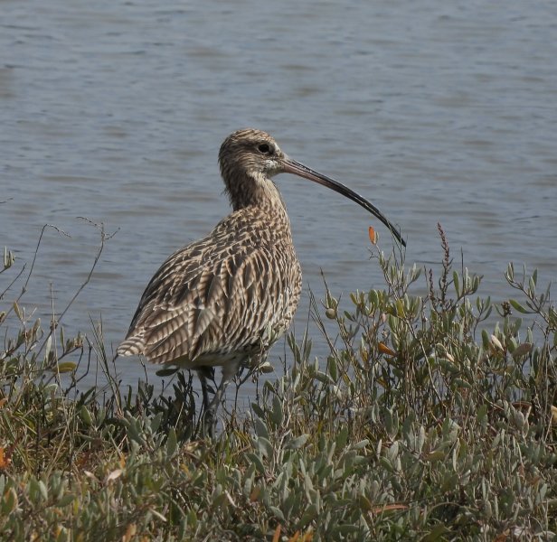 curlew.JPG