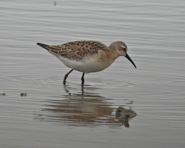 curlew sand 4.JPG