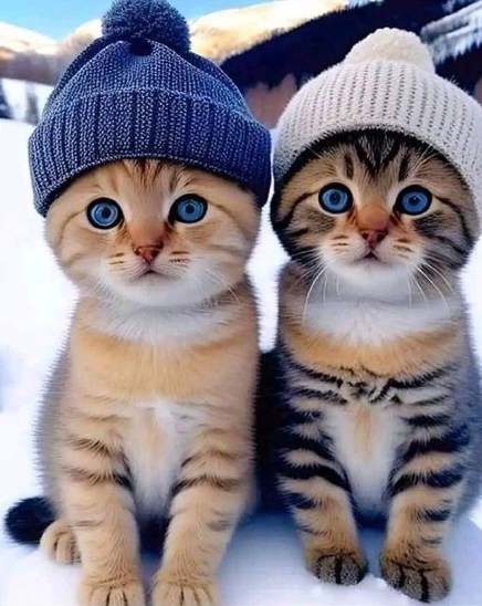 Cute Duo Hats.jpg