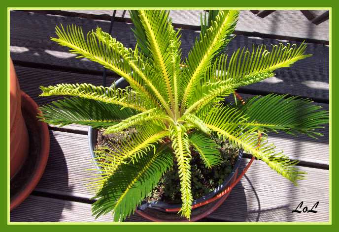 Cycad.JPG