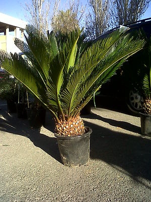 Cycas.jpg