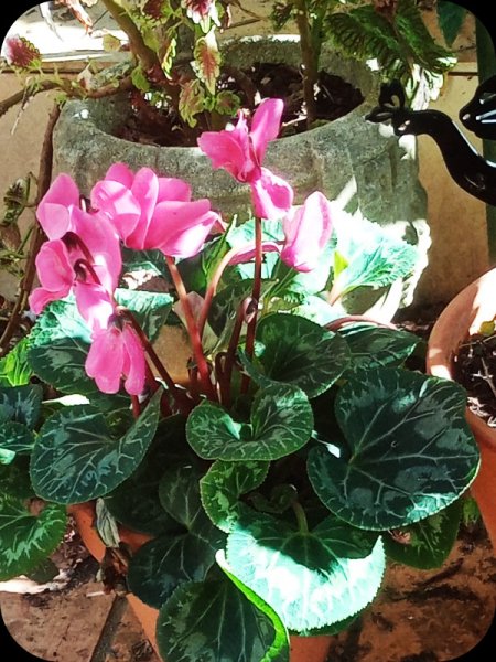 Cyclamen 19 Nov 23.jpg