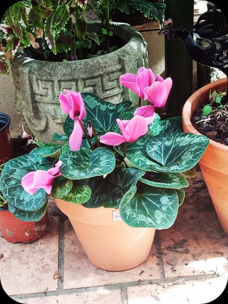 Cyclamen 21 Oct 23.jpg