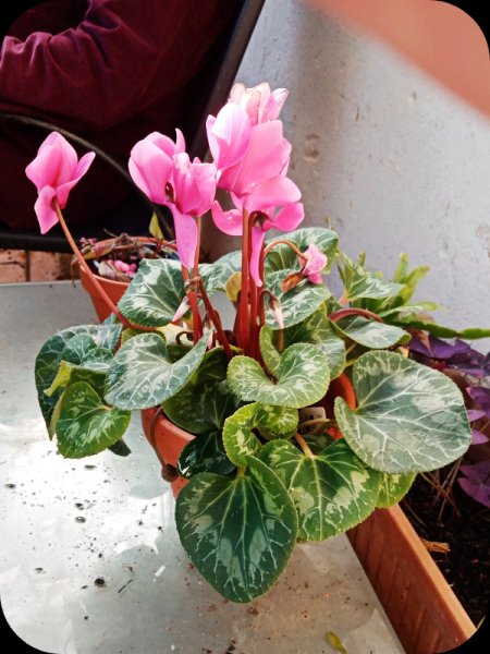 Cyclamen 3 Dec 23.jpg