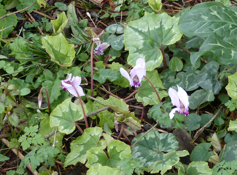 Cyclamen 3.JPG