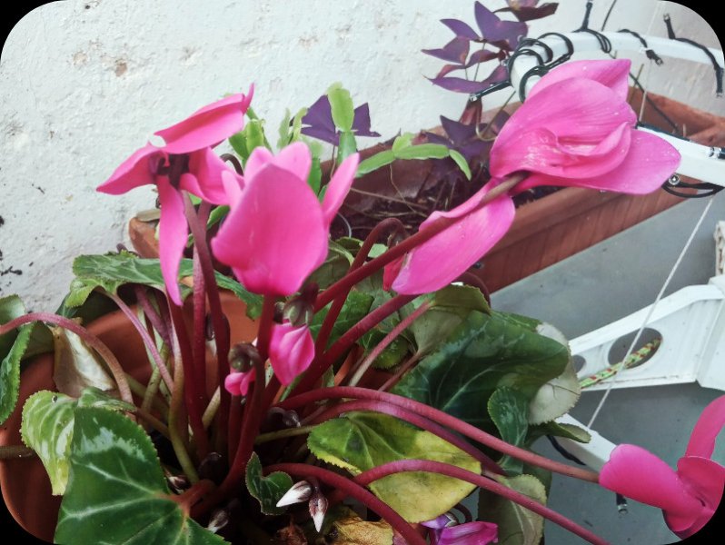 Cyclamen 31 Dec 23.jpg