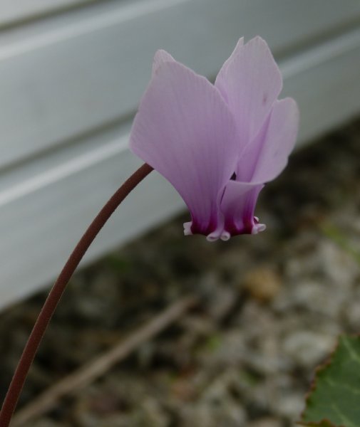 Cyclamen africanum.JPG