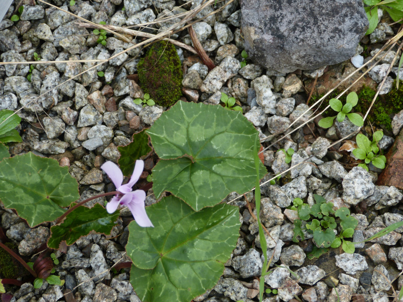 Cyclamen africanum leaf.JPG