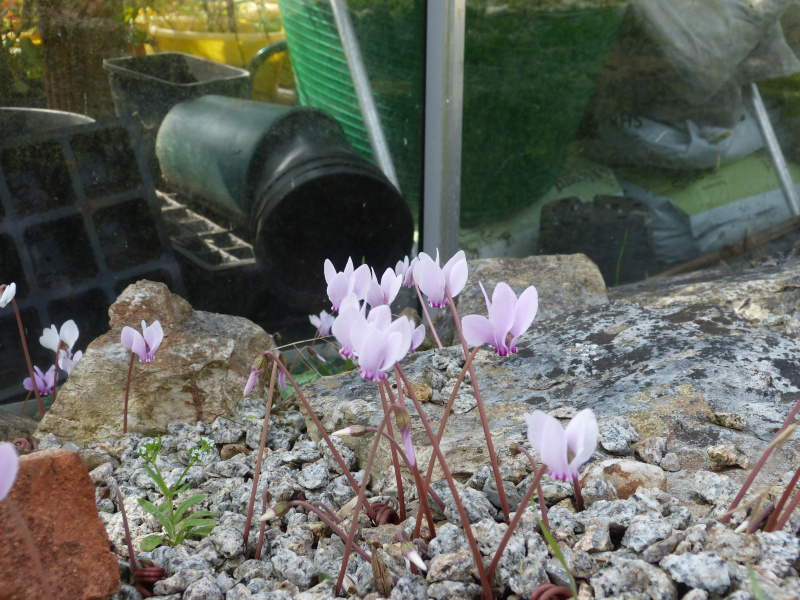 Cyclamen confusum 1.JPG