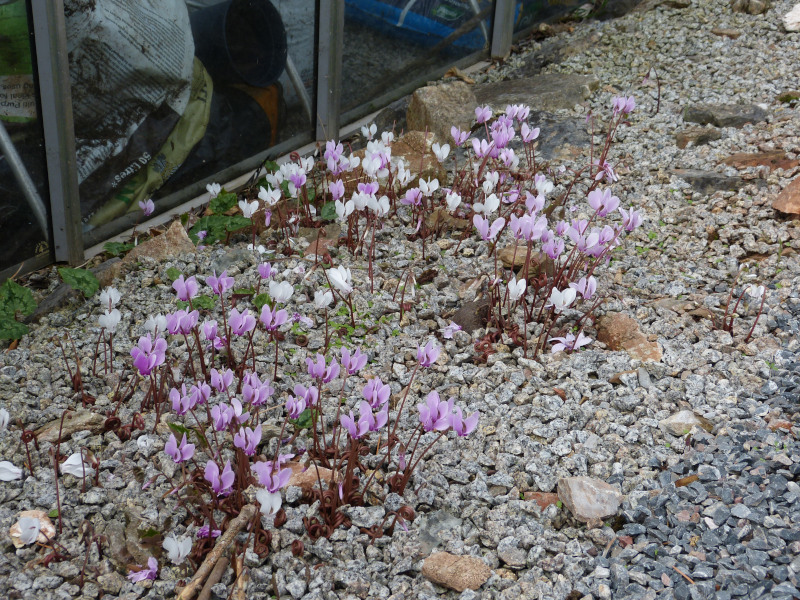 Cyclamen confusum.JPG