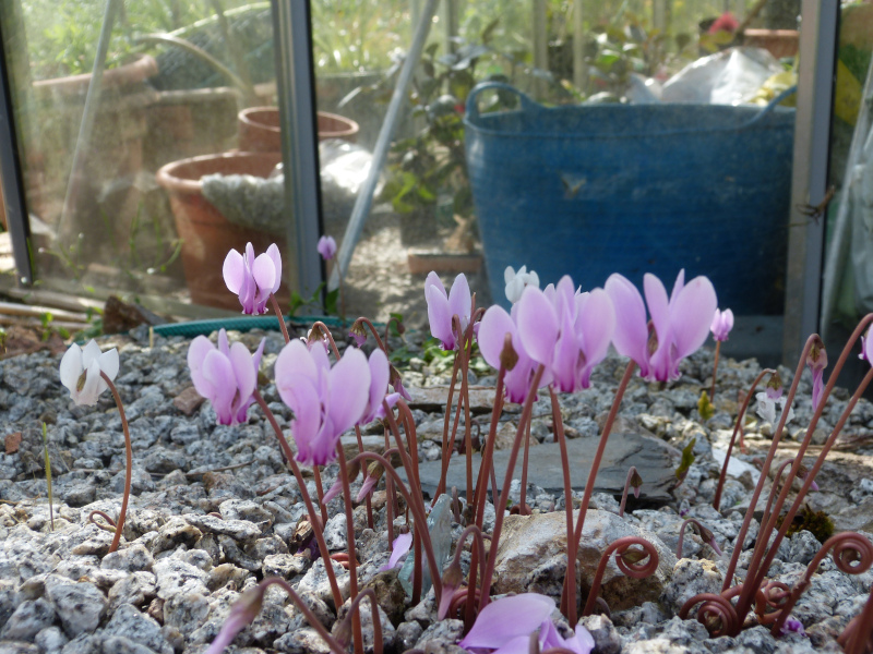 Cyclamen confusum pink.JPG