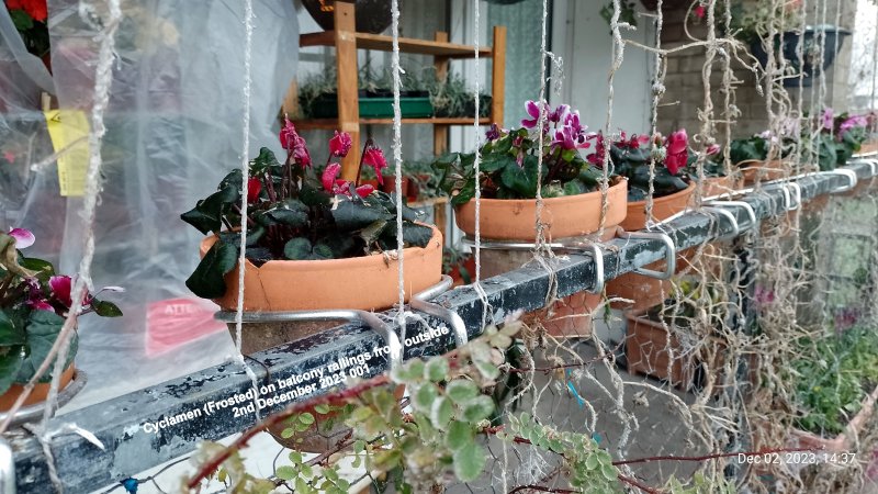 Cyclamen (Frosted) on balcony railings from outside 2nd December 2023 001.jpg