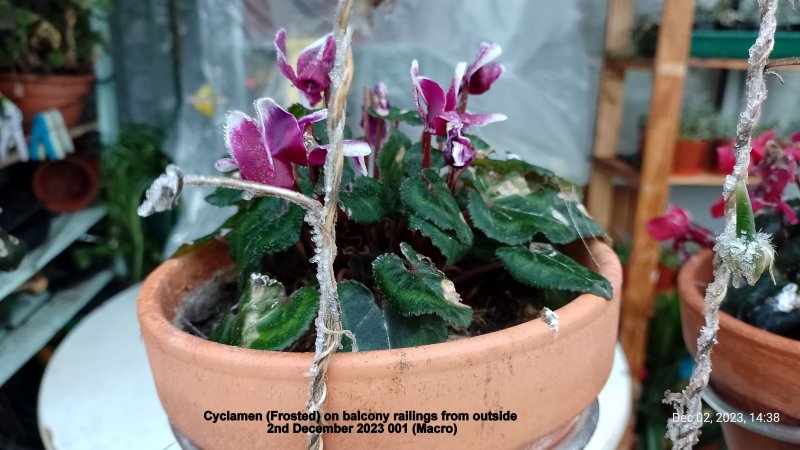 Cyclamen (Frosted) on balcony railings from outside 2nd December 2023 001 (Macro).jpg