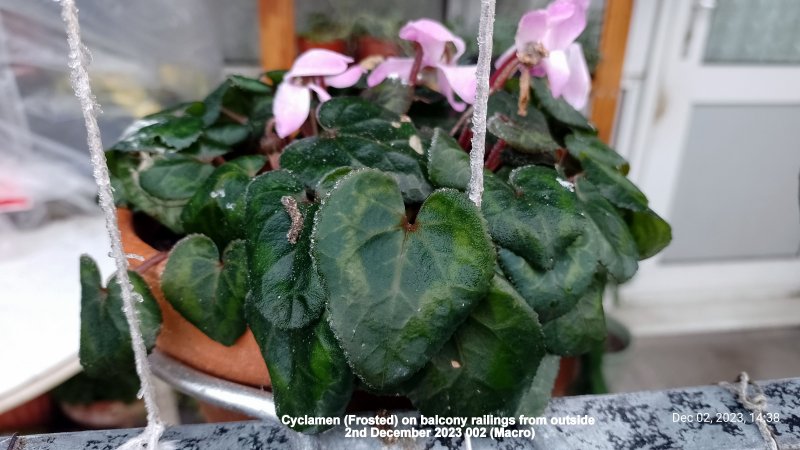 Cyclamen (Frosted) on balcony railings from outside 2nd December 2023 002 (Macro).jpg