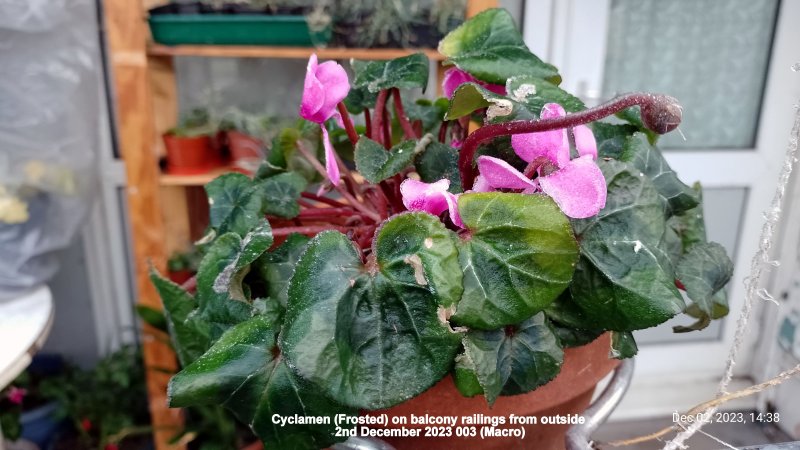 Cyclamen (Frosted) on balcony railings from outside 2nd December 2023 003 (Macro).jpg