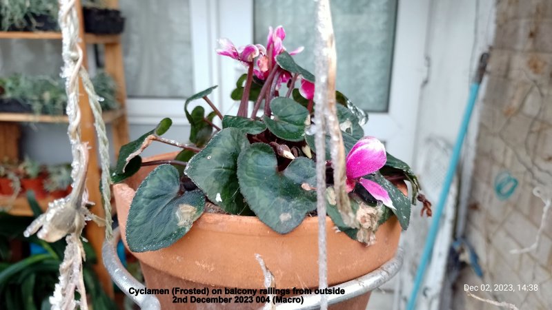 Cyclamen (Frosted) on balcony railings from outside 2nd December 2023 004 (Macro).jpg