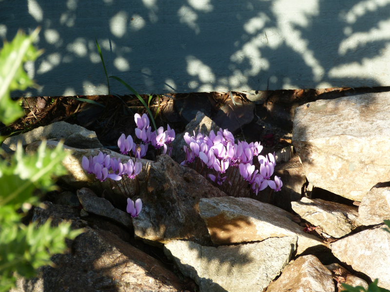 Cyclamen hederifolium.JPG