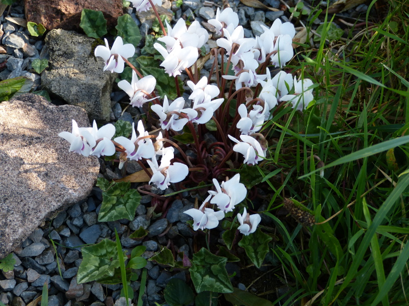 Cyclamen hederifolium.JPG