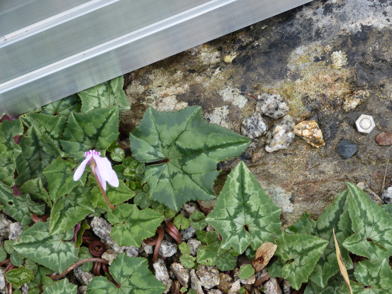 Cyclamen hederifolium leaf.JPG