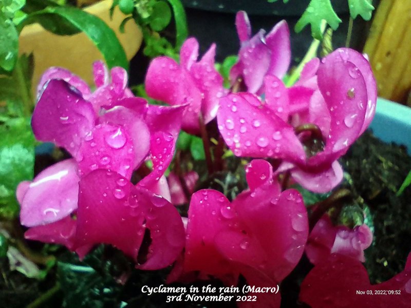 Cyclamen in the rain (Macro) 3rd November 2022.jpg
