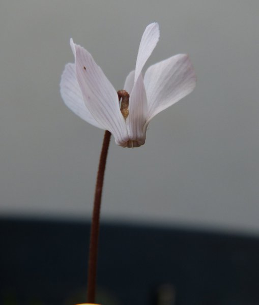 Cyclamen intaminatum 1.JPG