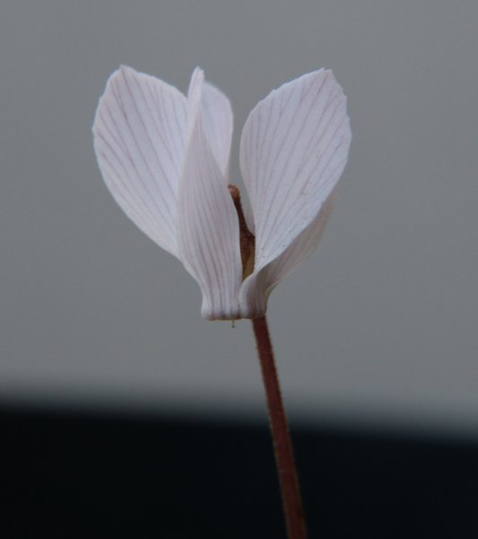 Cyclamen intaminatum 2.JPG