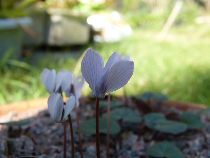 Cyclamen intaminatum 4.JPG