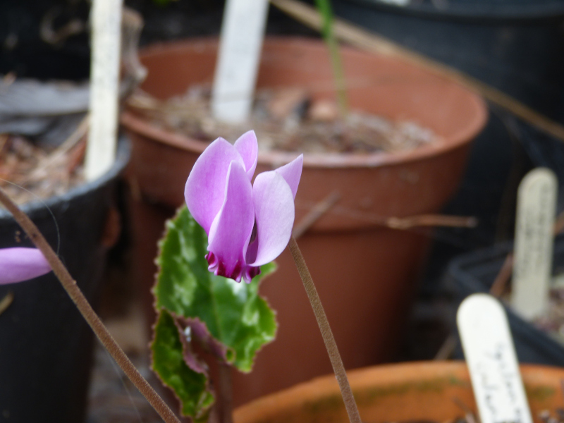 Cyclamen intaminatum.JPG